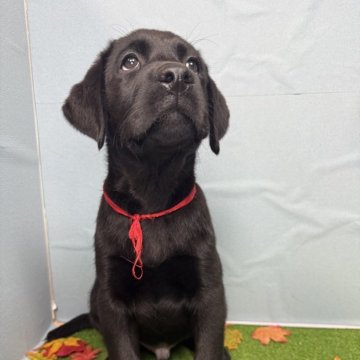 ラブラドールレトリバー【千葉県・男の子・2025年9月11日・ブラック】の写真「優しい目のマイペースな子！赤いリボンが目印です。」