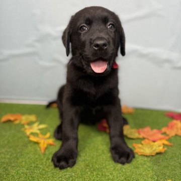 ラブラドールレトリバー【千葉県・男の子・2025年9月11日・ブラック】の写真「優しい目をしたイケメン君！赤いリボンが目印です。」