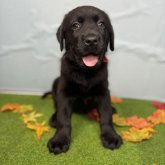 ラブラドールレトリバー