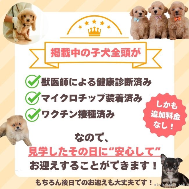 東京都1位🏅のブリーダーです⭐広々としたスペースで本来のワンちゃんをご見学しませんか？💭｜鈴木　愛(すずき　めぐみ)ブリーダー(東京都・トイプードルなど・JKC登録)の紹介写真1