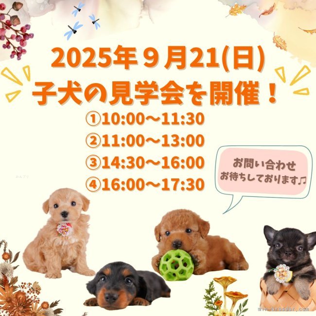 鈴木愛ブリーダーのブログ：🐾【9/21限定】わんこ大集合！見学会開催決定🎉