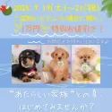 マルプー(マルチーズ×トイプードル)【東京都・男の子・2025年3月22日・アプリコット】の写真2「夏休みシーズンはワンちゃんの成長を見守りながら絆を育む絶好の季節です🍉お問合せお待ちしております♪」