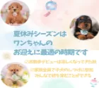 ミニチュアダックスフンド(ロング)【東京都・女の子・2025年6月17日・シェーデッドイエロー】の写真7「夏休みシーズンはワンちゃんと一緒に過ごして絆を深める最適な季節です🍉お問合せお待ちしております♫」