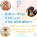 マルチーズ【東京都・女の子・2025年5月23日・ホワイト】の写真7「夏休みシーズンはワンちゃんと一緒に過ごして絆を深める最適な季節です🍉お問合せお待ちしております♫」
