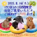 ポメチワ(チワワ×ポメラニアン)【東京都・女の子・2025年6月18日・オレンジ】の写真14「この機会にご家族の皆様で是非ご見学にお越しください🌸✨」