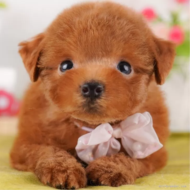 ID:2504-02254の子犬