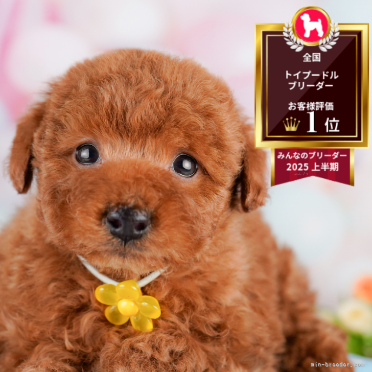 ブリーダー画像