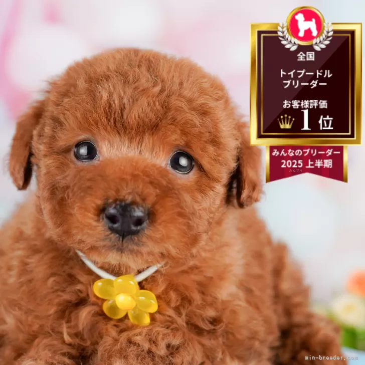 トイプードル(トイ)【東京都・女の子・2025年5月17日・レッド】の写真1「狂犬病ワクチン接種が終わったらお散歩デビューだワン🐶✨」