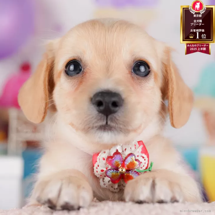 ID：2508-07719の子犬