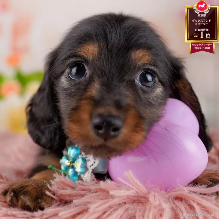 ID:2508-05771の子犬