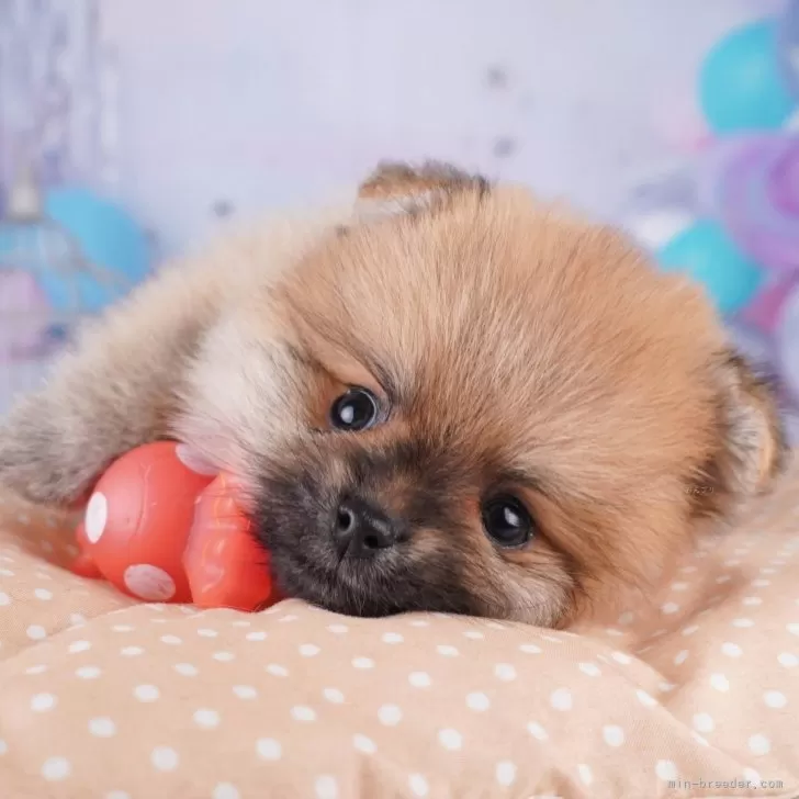 ポメラニアン【東京都・男の子・2025年8月11日・オレンジ】の写真1「この子が気になった方は、[[この子犬の見学希望]]からお問い合わせ下さい😊」