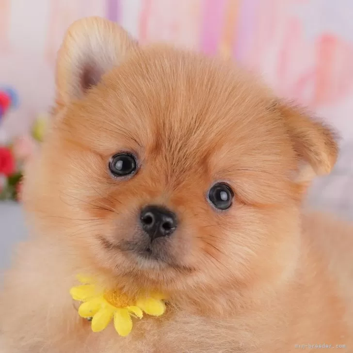 ID:2501-01762の子犬