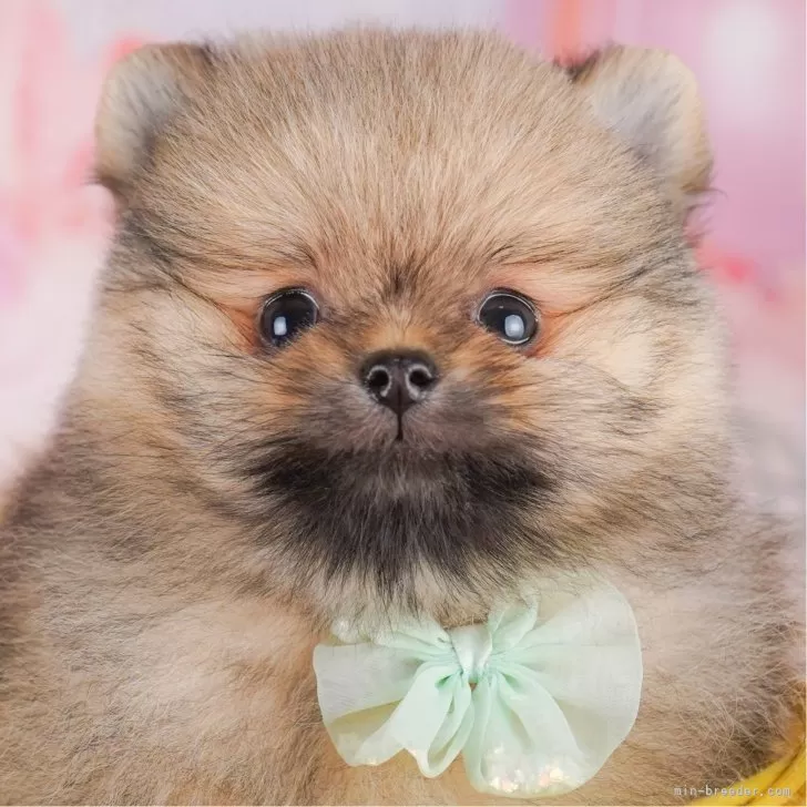 ID：2501-03932の子犬