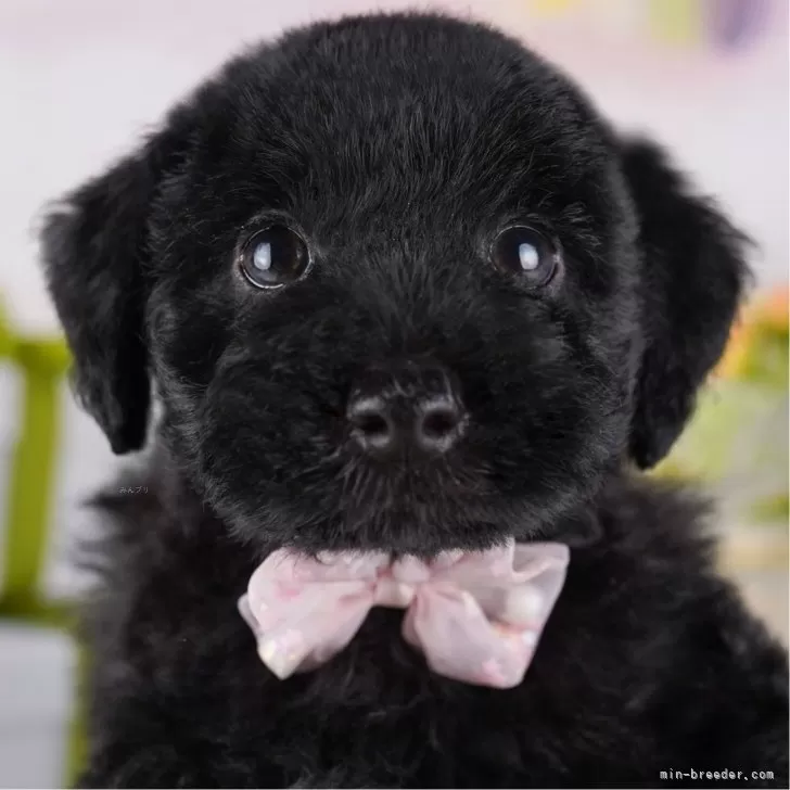 ID：2504-04565の子犬