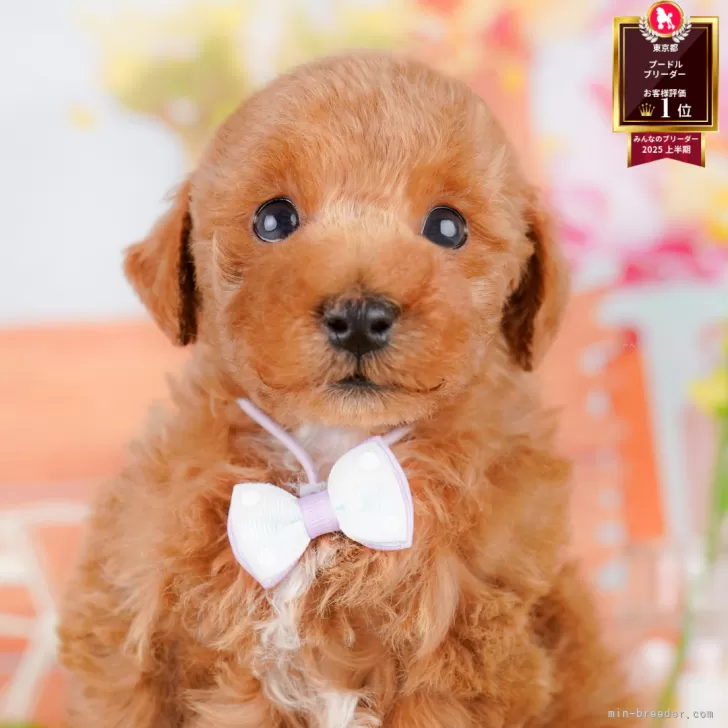 K.S 様のお迎えした子犬