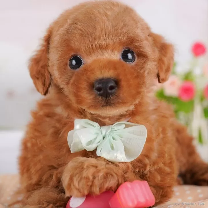 ID：2504-02256の子犬