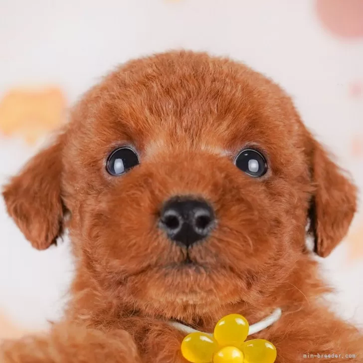 ID：2502-03136の子犬