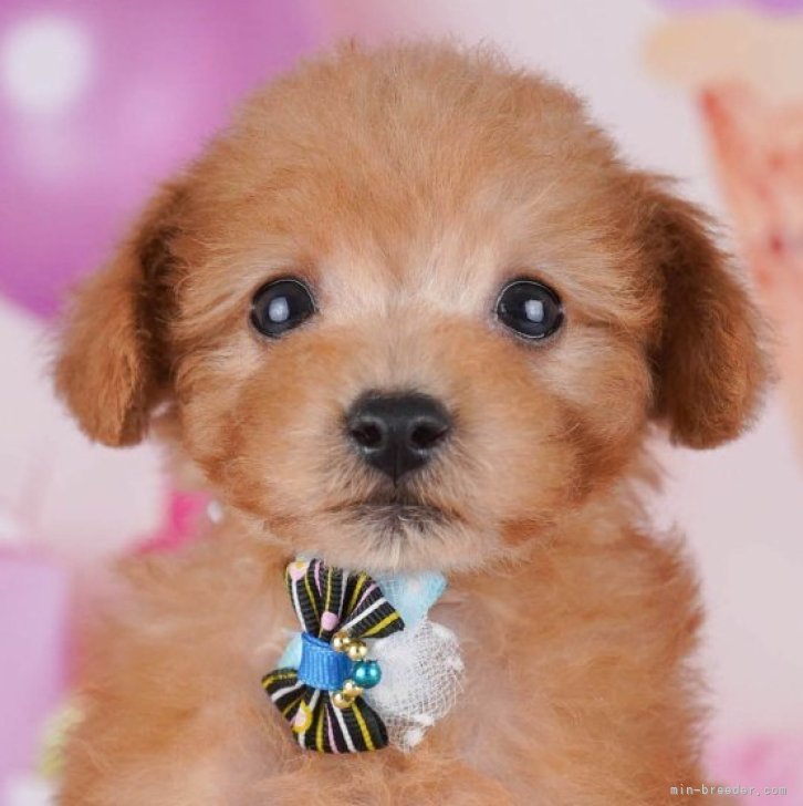 ブリーダー画像