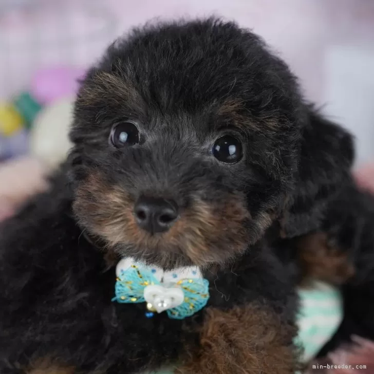 ID：2512-02784の子犬