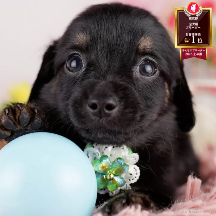 ID：2506-07002の子犬