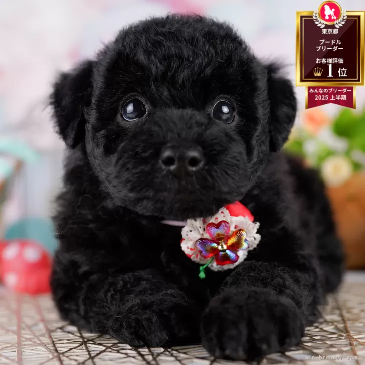 H.S 様のお迎えした子犬