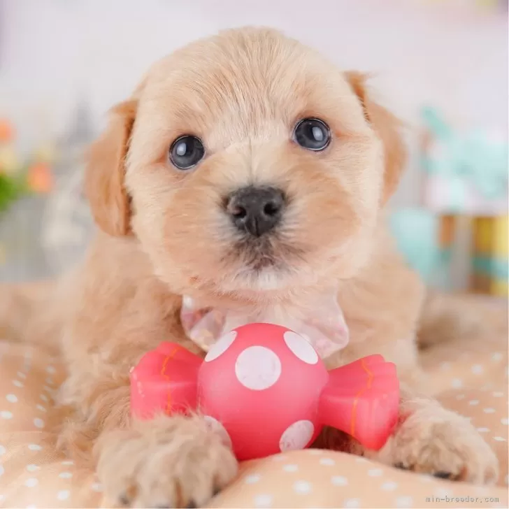 ID:2504-07880の子犬