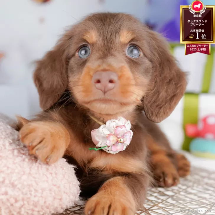 ミニチュアダックスフンド(ロング)【東京都・男の子・2025年7月14日・チョコレート&タン】の写真1「狂犬病ワクチン接種が終わったらお散歩デビューだワン🐶✨」