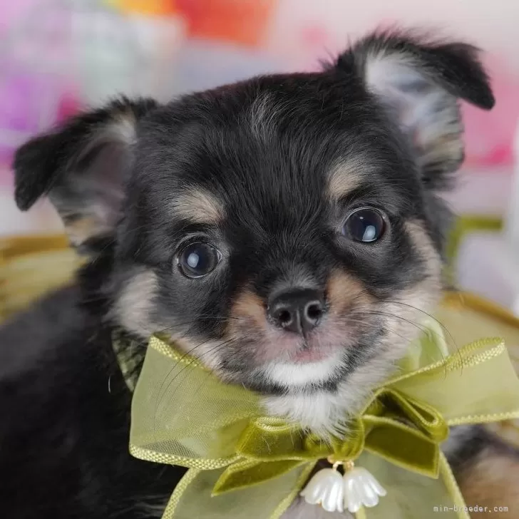 ID：2512-04783の子犬