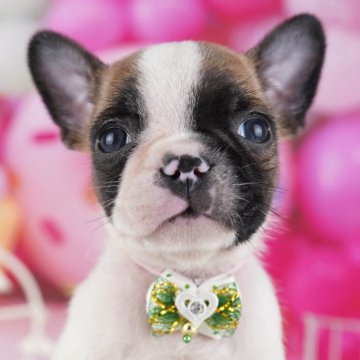 フレンチブルドッグ【東京都・男の子・2025年10月6日・パイド】の写真「ブリーダーアワードにて2期連続👑東京1位受賞👑」