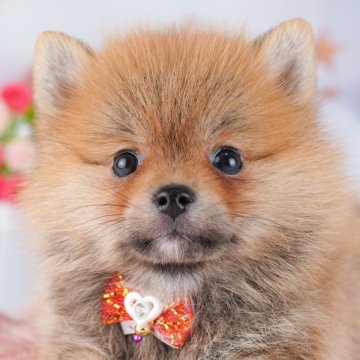 ミックス(ポメラニアン×ミックス)【東京都・女の子・2025年9月24日・オレンジ】の写真「ブリーダーアワードにて2期連続👑東京1位受賞👑」