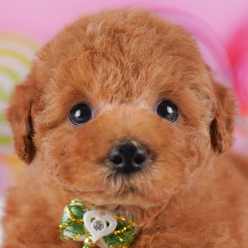 トイプードル(トイ)【東京都・男の子・2025年9月30日・レッド】の写真「ブリーダーアワードにて2期連続👑東京1位受賞👑」