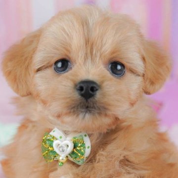 ペキプー(ペキニーズ×トイプードル)【東京都・女の子・2025年10月21日・レッド】の写真「ブリーダーアワードにて2期連続👑東京1位受賞👑」