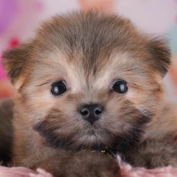 ポメマル(マルチーズ×ポメラニアン)【東京都・女の子・2025年10月5日・オレンジ】の写真「ブリーダーアワードにて2期連続👑東京1位受賞👑」