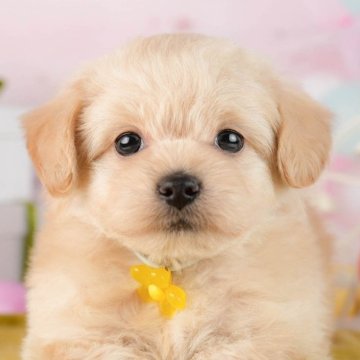 チワプー(チワワ×トイプードル)【東京都・男の子・2026年1月13日・クリーム】の写真「🎉4/4㈯5㈰春のキャンペーンで1万円引き📣」