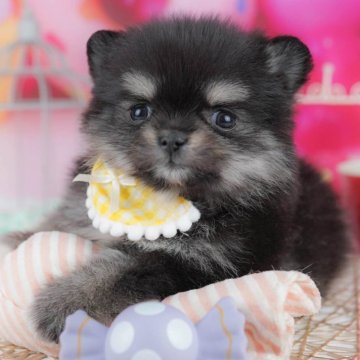 ポメチワ(チワワ×ポメラニアン)【東京都・女の子・2025年10月21日・ブラック&タン】の写真「ブリーダーアワードにて2期連続👑東京1位受賞👑」