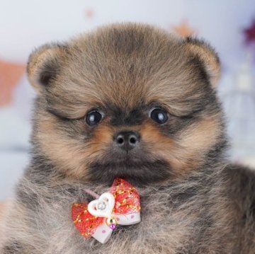 ポメラニアン【東京都・男の子・2025年9月14日・オレンジセーブル】の写真「ブリーダーアワードにて2期連続👑東京1位受賞👑」