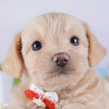 チワプー(チワワ×トイプードル)【東京都・男の子・2025年9月22日・アプリコット】の写真「ブリーダーアワードにて2期連続👑東京1位受賞👑」