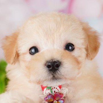 マルプー(マルチーズ×トイプードル)【東京都・男の子・2025年6月29日・クリーム】の写真「ブリーダーアワードにて2期連続👑東京1位受賞👑」