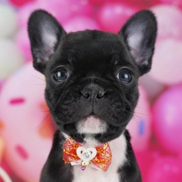 フレンチブルドッグ【東京都・女の子・2025年10月6日・ブリンドル】の写真「ブリーダーアワードにて2期連続👑東京1位受賞👑」