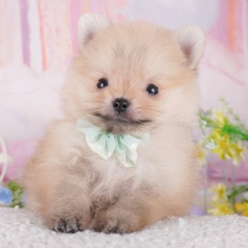 ポメラニアン【東京都・男の子・2025年1月15日・オレンジ】の写真「総額表示！のんびりマイペースな王子様🍀」