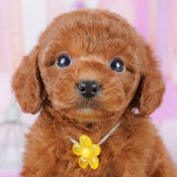 トイプードル(トイ)【東京都・男の子・2025年10月26日・レッド】の写真「ブリーダーアワードにて2期連続👑東京1位受賞👑」