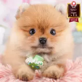 ポメラニアン