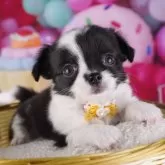 チワワ(ロング)
