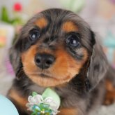 ミニチュアダックスフンド(ロング)