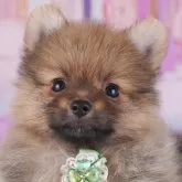 ポメラニアン