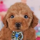 トイプードル(トイ)