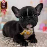 フレンチブルドッグ