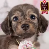 ミニチュアダックスフンド(ロング)【東京都・女の子・2025年6月17日・シェーデッドイエロー】の写真1「狂犬病ワクチン接種が終わったらお散歩デビューだワン🐶✨」