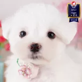 マルチーズ