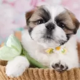 シーズー